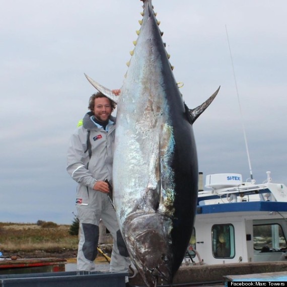 1000pound bluefin tuna
