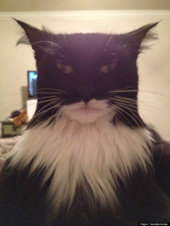 This Cat Looks Like Batman (PHOTO) | HuffPost Good News