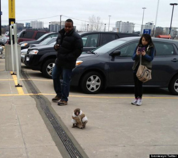 IKEA Monkey Runs Around In Coat Outside Furniture Store In Toronto ...
