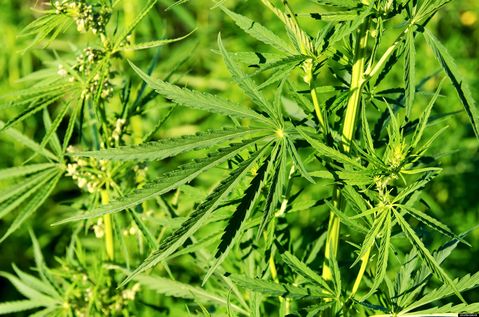 The Photoperiodism Of Medical Marijuana