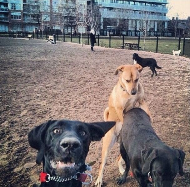 Dog Photobombs Dogs Humping Because Why Not PHOTO HuffPost