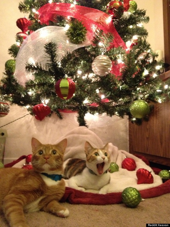 Cat sees 2025 christmas tree