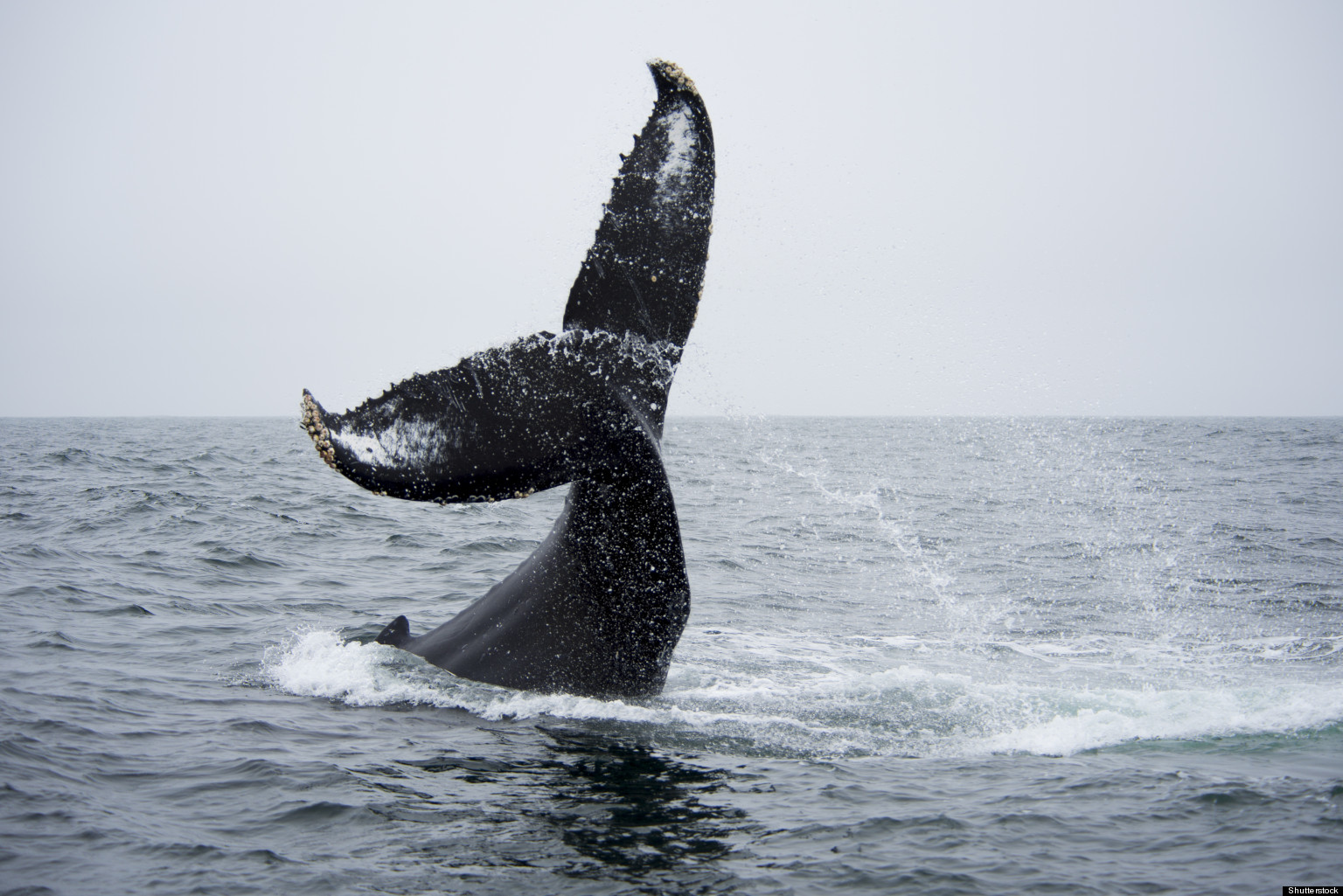 Южный гладкий кит выпрыгивает