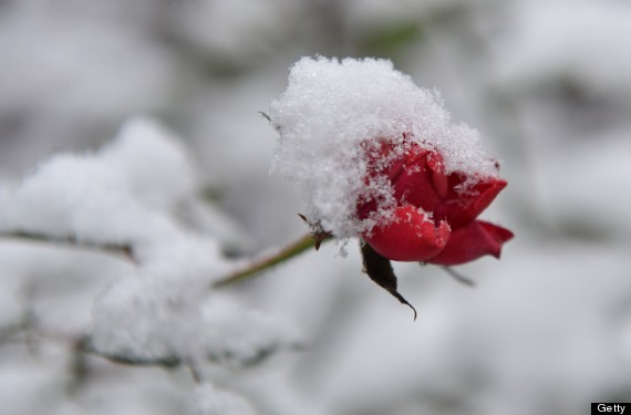 Rose covered with snow | Picture, Winter wonderland, Wonderland