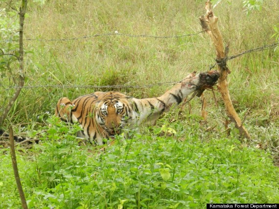 tiger caught in barbed wire india