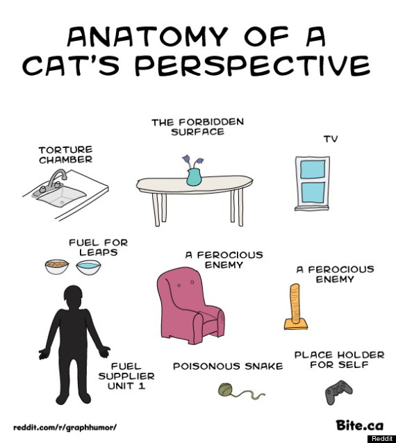 how_cats_see_things
