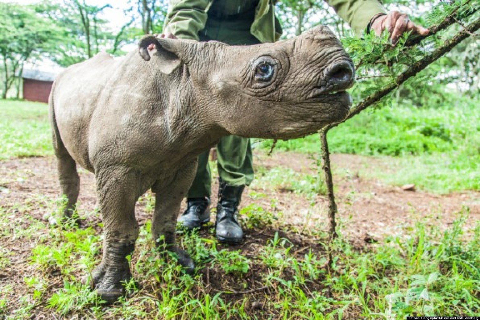 Caring for Nicky, the Blind Baby Rhino | Marcus and Kate Westberg