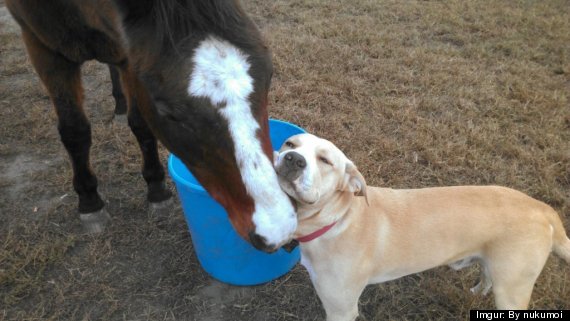 dog horse best friends