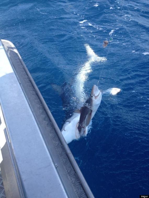 shark eats shark