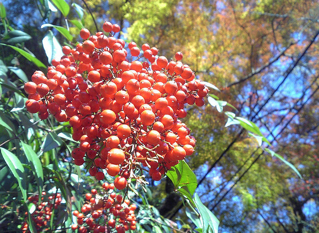 coral berry