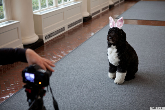 bo obama bunny ears