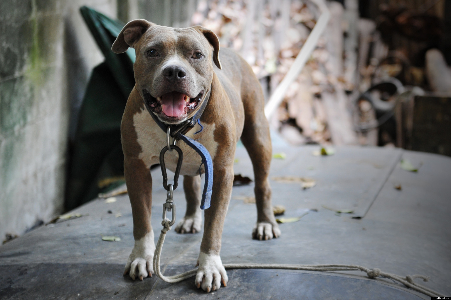 Calgary Pitbull Attacks Total Three In One Week