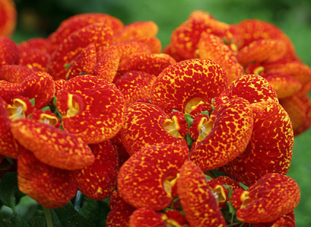 File:LadyPurse Red Flower.jpg - Wikimedia Commons