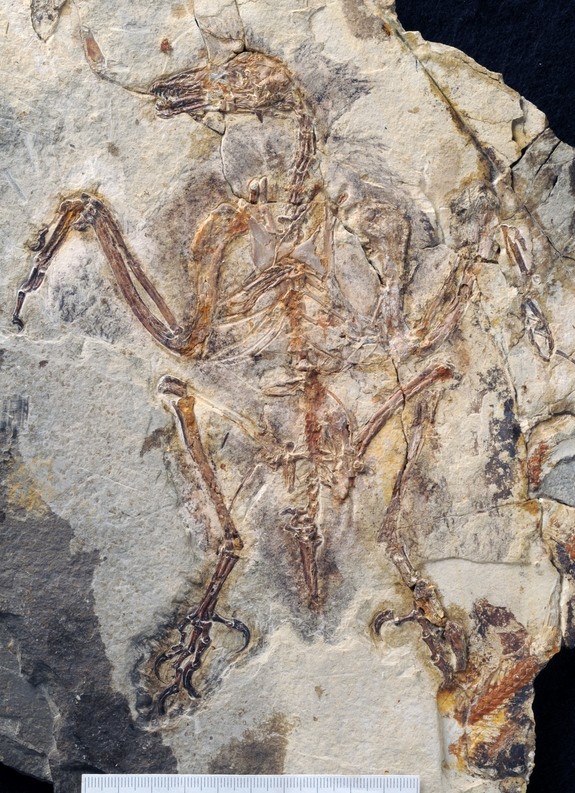 fossilbirdskeleton