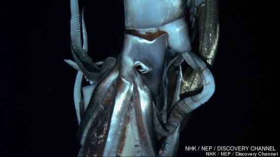 giant squid video