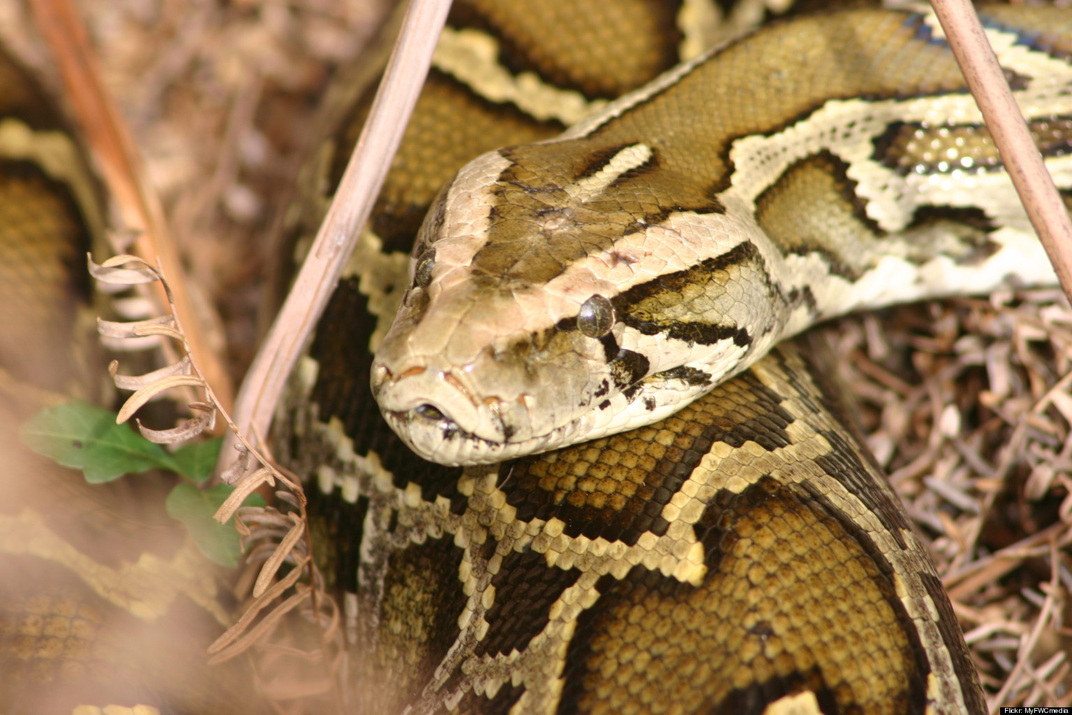 PETA Outraged Over Florida Python Challenge's Decapitation Rules | HuffPost