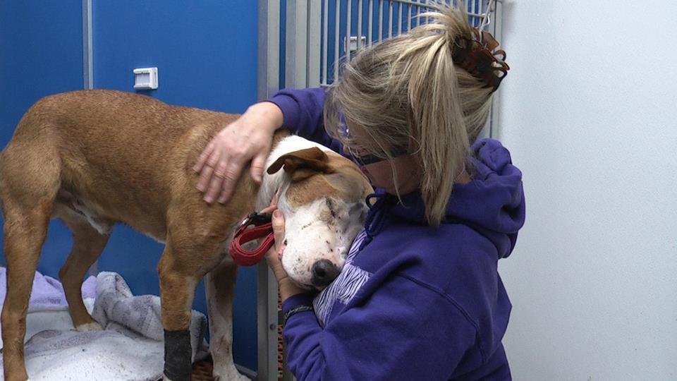 dog shot in face survives