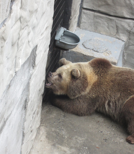 peta chief saunooke bear park