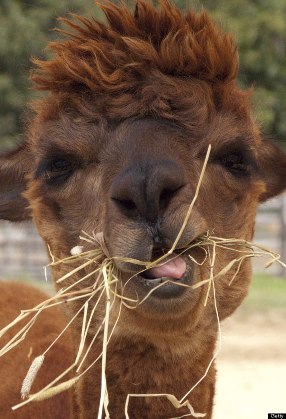 things that look like joaquin phoenix