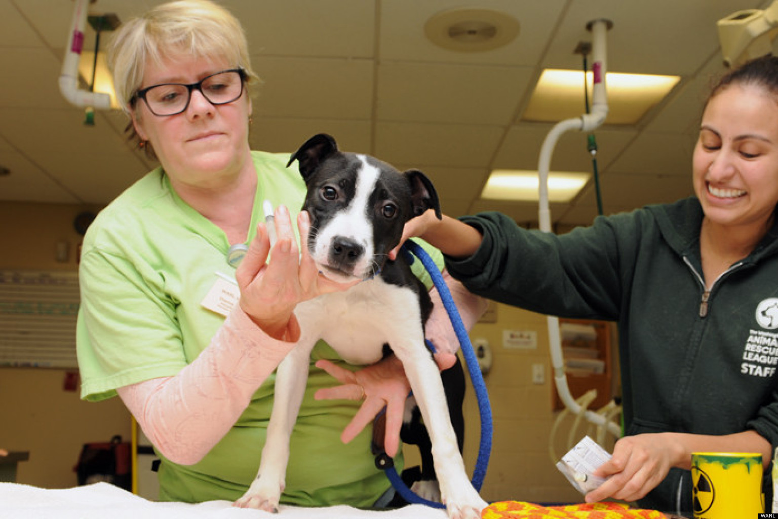 Washington Animal Rescue League Takes In Animals Made Homeless By ...