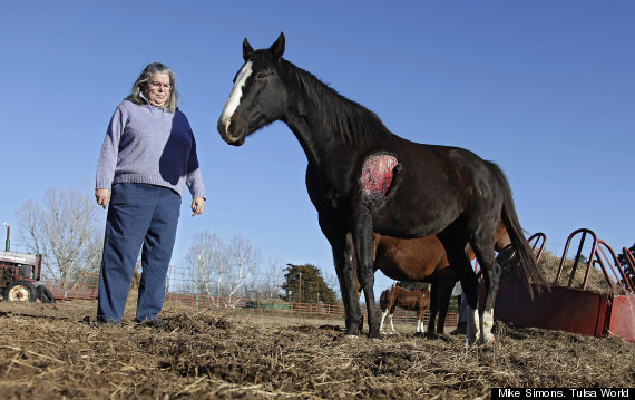 horse acid attack