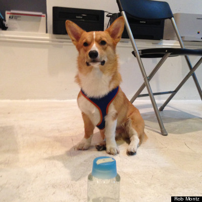 corgi water taste test