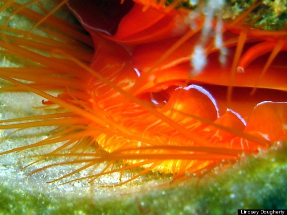 clam mantle