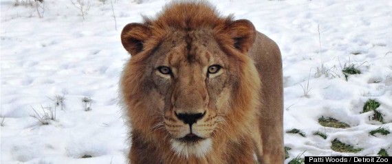 Simba, 4-Year-Old Lion, Makes Home At Detroit Zoo After Living With ...