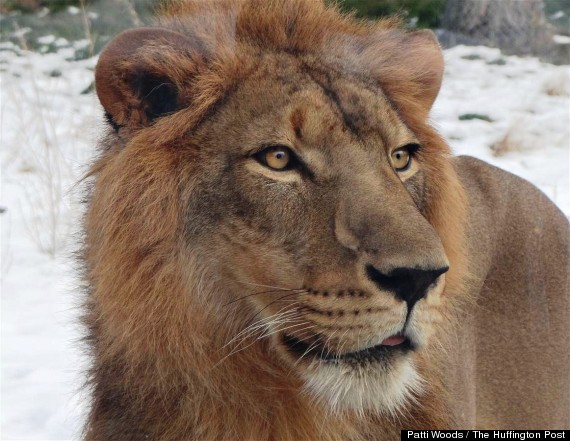 simba lion detroit zoo