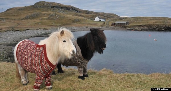 shetland