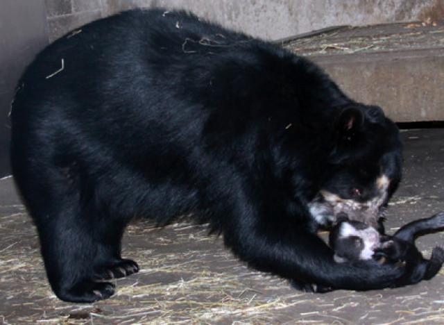 andean bear cub