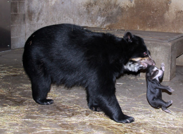 billie jean andean bear