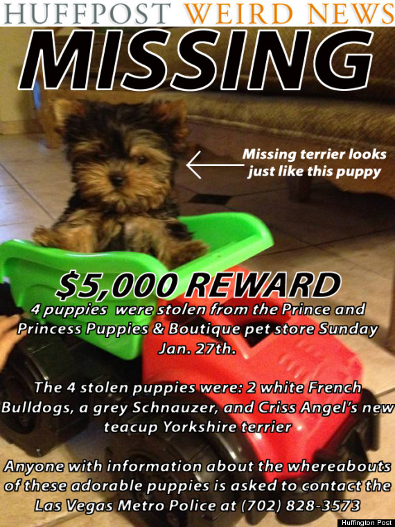 missing puppy