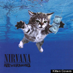 nirvana cover kitten