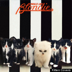 blondie kitten cover