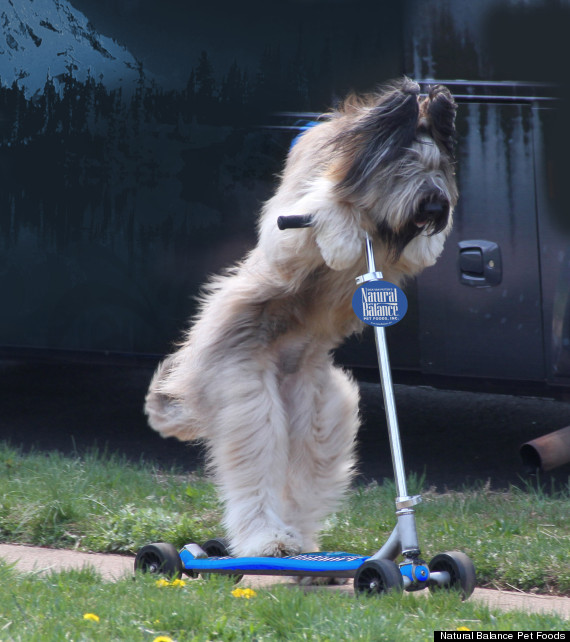 bike riding dog