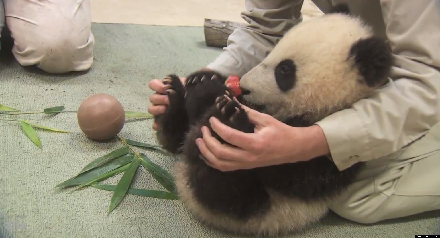 Xiao Liwu, Baby Panda At San Diego Zoo, Diagnosed With 'Acute Cuteness ...