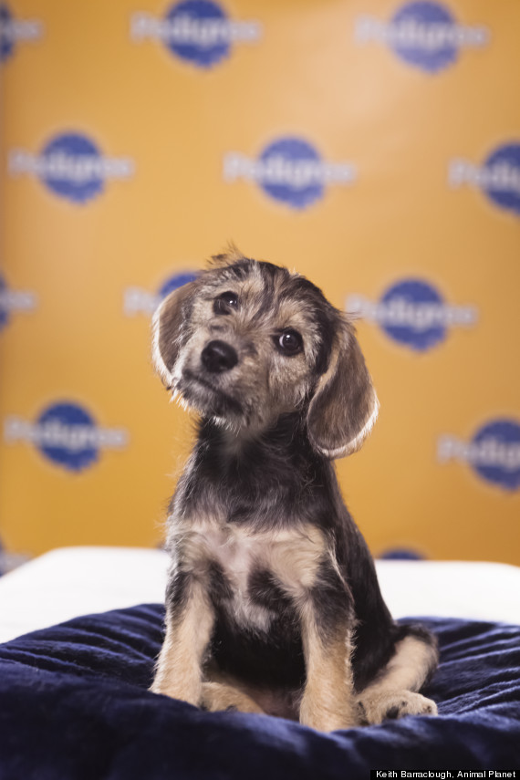 puppy bowl ix marta