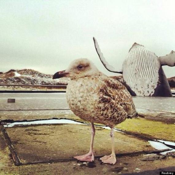 whale photobombs bird