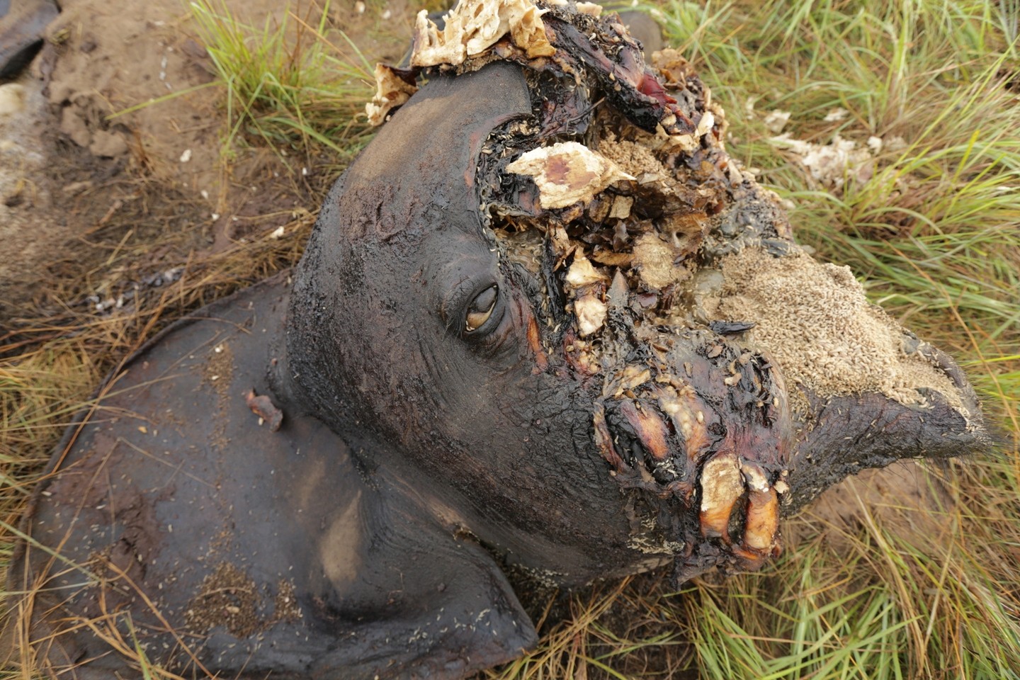 elephant slaughter gabon