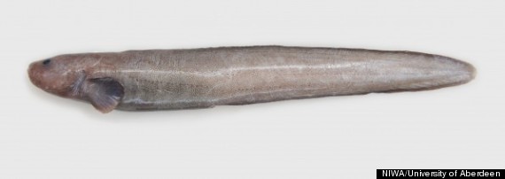 eelpout new species