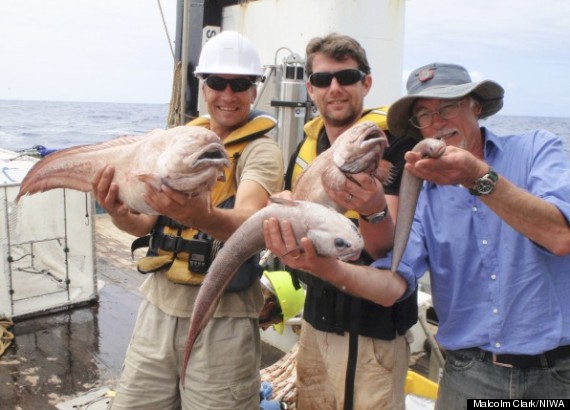 eelpout new species