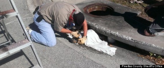 florida gator storm drain