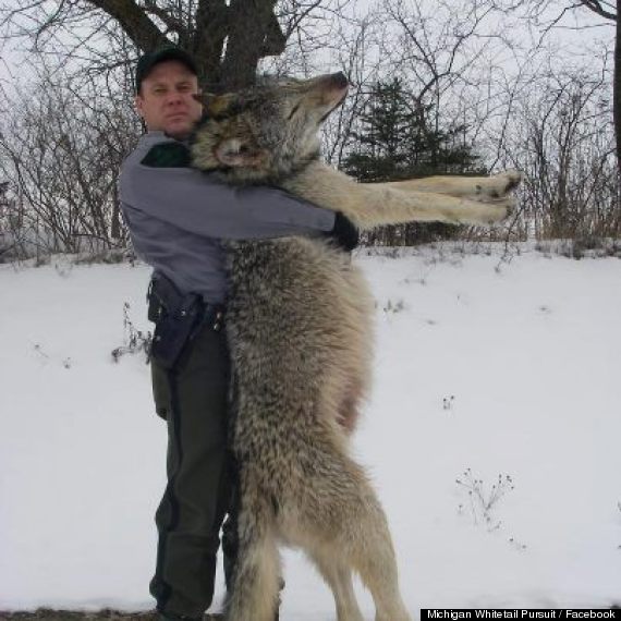 100 pound wolf michigan photo