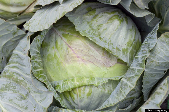 cabbage