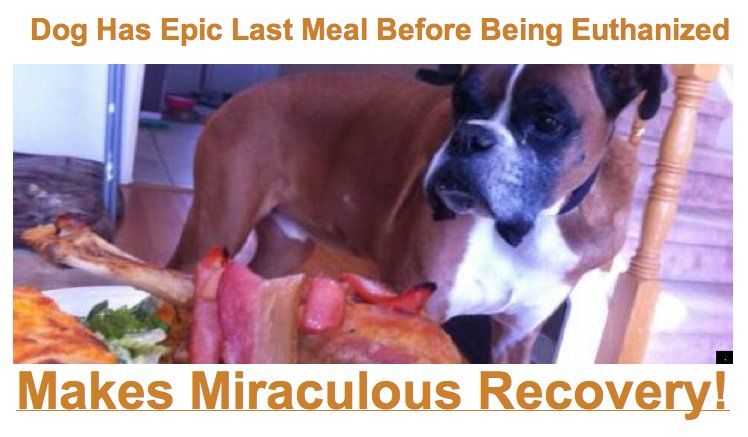 dog last meal