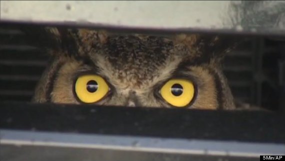 owl trapped in suv grille florida turnpike horned