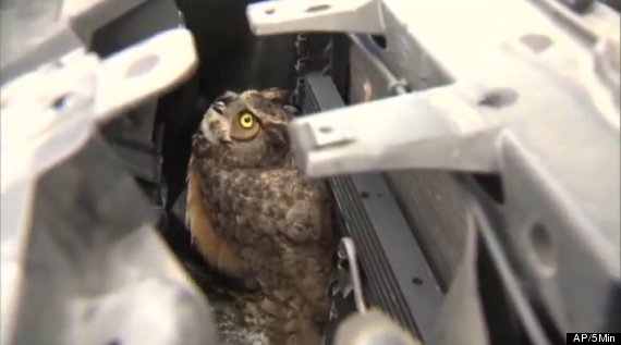 owl caged in car