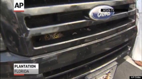 owl stuck in car