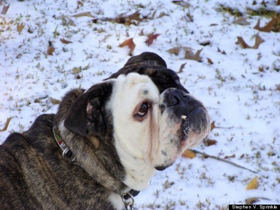 winston in the snow